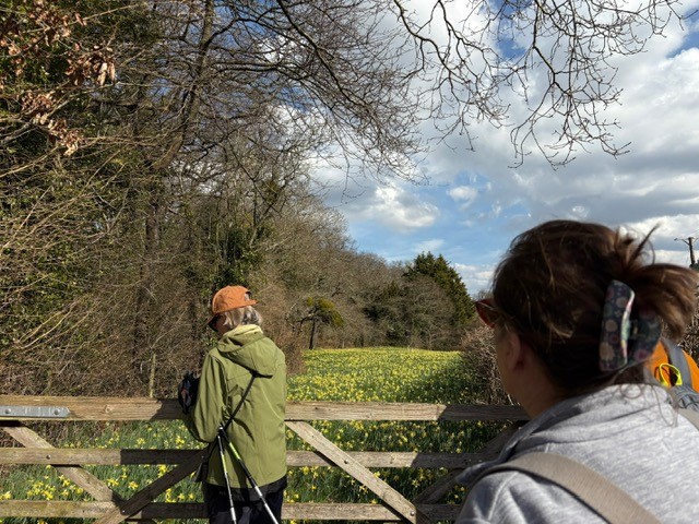 A field full of wild daffodils at Dymock March 2025