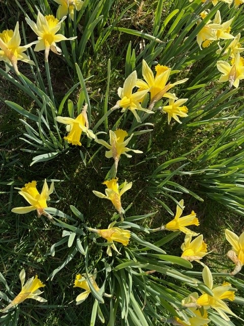 Wild daffodils at Dymock March 2025