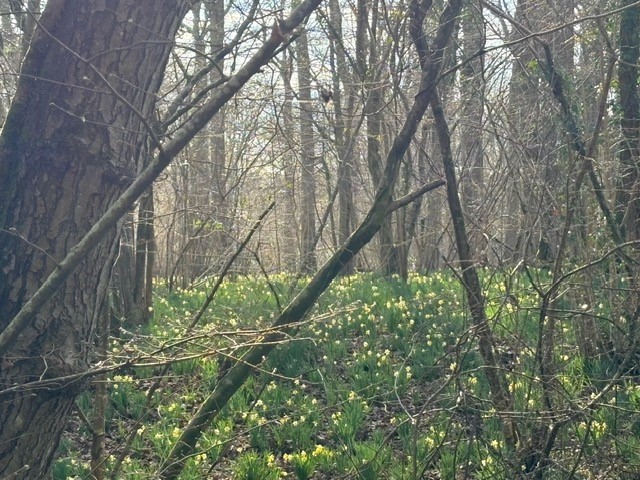 Woods full of wild daffodils at Dymock March 2025
